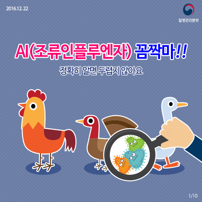 AI(조류인플루엔자) Q&A 사진