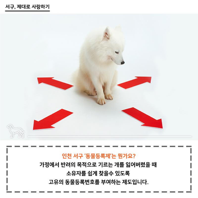 인천서구 "동물등록제" 사진