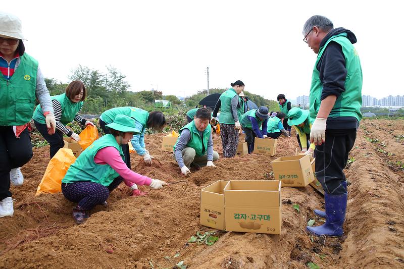 2024.10.18._서구새마을회_사랑의_고구마_수확_행사_(21).jpg 이미지