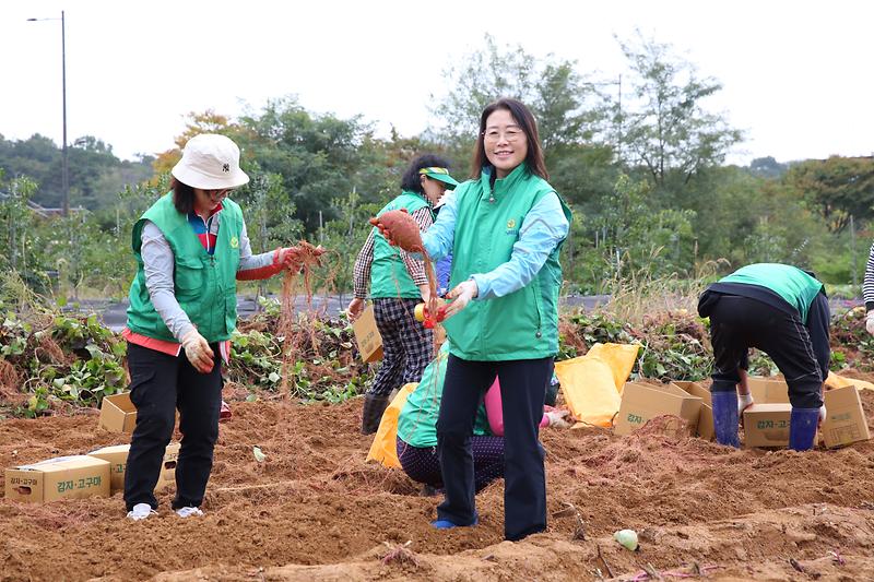 2024.10.18._서구새마을회_사랑의_고구마_수확_행사_(25).jpg 이미지