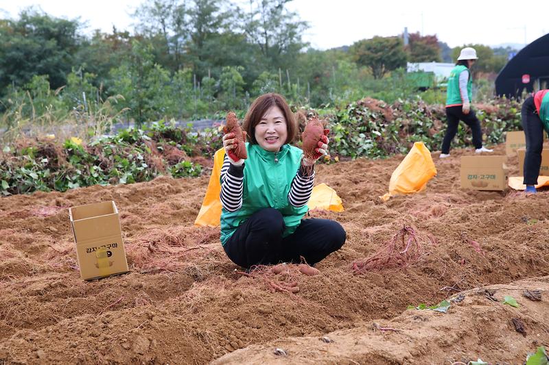 2024.10.18._서구새마을회_사랑의_고구마_수확_행사_(36).jpg 이미지