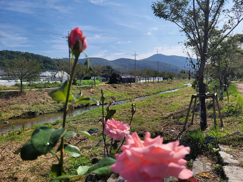 걷고싶은 공촌천 사진8