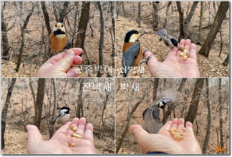이곳 석남약수터에서 다리를 건너면 좌측길은 주차장 가는 길이고 우측은 원적산 원적정으로 가는 계단 길이 나옵니다. 길을 바로 건너면 원적산으로 오르는데 200m 정도를 오르면 TV에서 봤던 일이 생깁니다. 바로 땅콩으로 새들을 유인하는 장소가 나옵니다. 좋게 말을 하자면 동절기 먹을 게 없는 새들에게 먹이를 주고 이를 보는 재미라 하겠습니다. 새들은 땅콩이나 호두, 잣 등 견과류만 먹는데 손바닥에 올려놓고 유인하면 새들이 손바닥에 앉아 먹이를 물고 가는 모습을 보게 됩니다. 겨울에 먹을 게 없기 때문에 새들이 많이 오지만 지금은 주변에 먹거리가 많아 별로 오지 않습니다. 겨울에는 숫자와 종류가 다양하게 오지만, 지금도 맛을 알고 있는 녀석만 오긴 합니다. 이미지