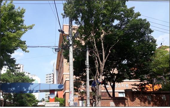 가로등 가리는 가로수 전지작업 (작업 후) 이미지