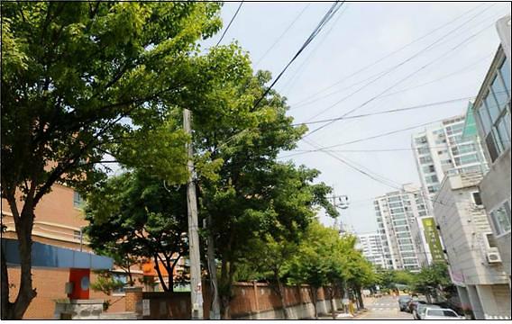 가로등 가리는 가로수 전지작업 (작업 전) 이미지
