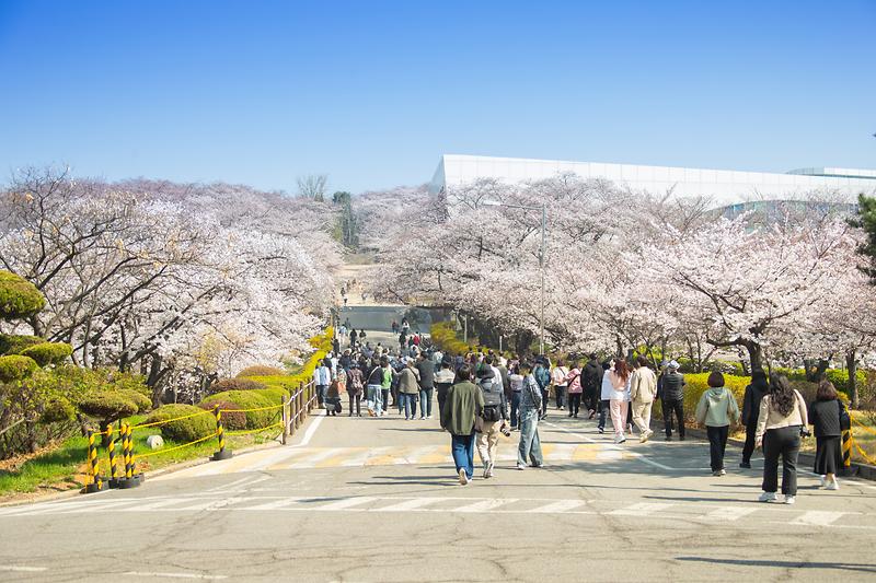 20250411 SK석유화학 벚꽃동산 산책로 개방 사진