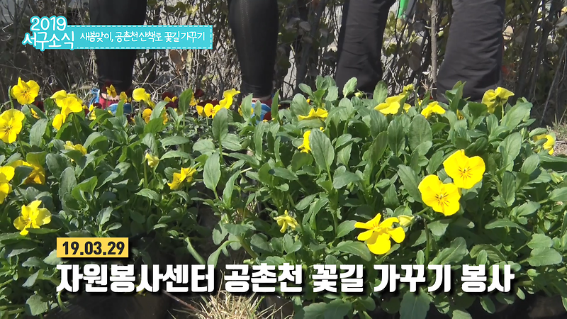 [2019 서구소식 04회] - 새봄맞이, 공촌천 산책로 꽃길 가꾸기 사진