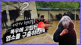 긴급 서구TV 현장출동! 염소까지 갇히게 만든 장마 폭우 현장을 가다! 포트홀까지 사진