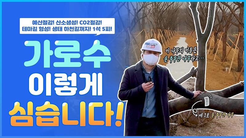 아이디어로 죽을 위기에 처한 가로수를 구하라? 서구 나무 구하기 대작전 (feat. 경서3구역 느티나무숲길) 사진