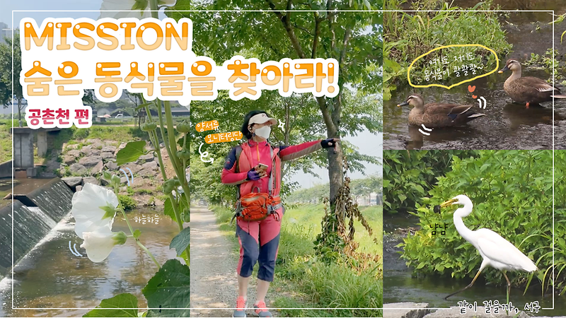 [같이걸을까, 서구] MISSION! 숨은 동식물을 찾아라!  사진
