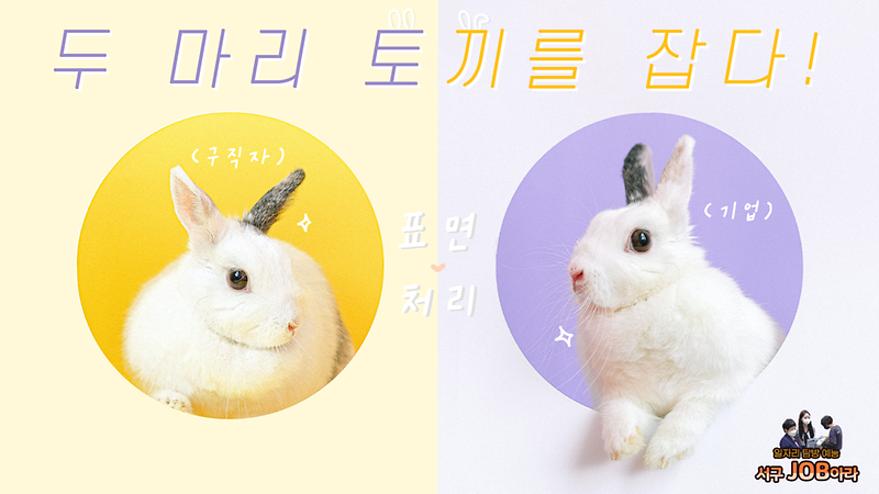 [서구잡(JOB)아라] 두 마리 토끼를 잡다!  사진