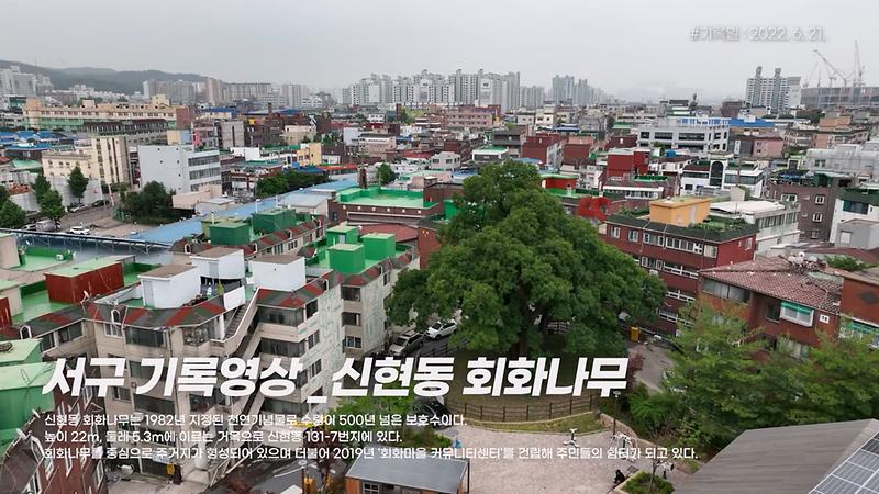 [서구, 오늘의 기록] 신현동 회화나무 사진