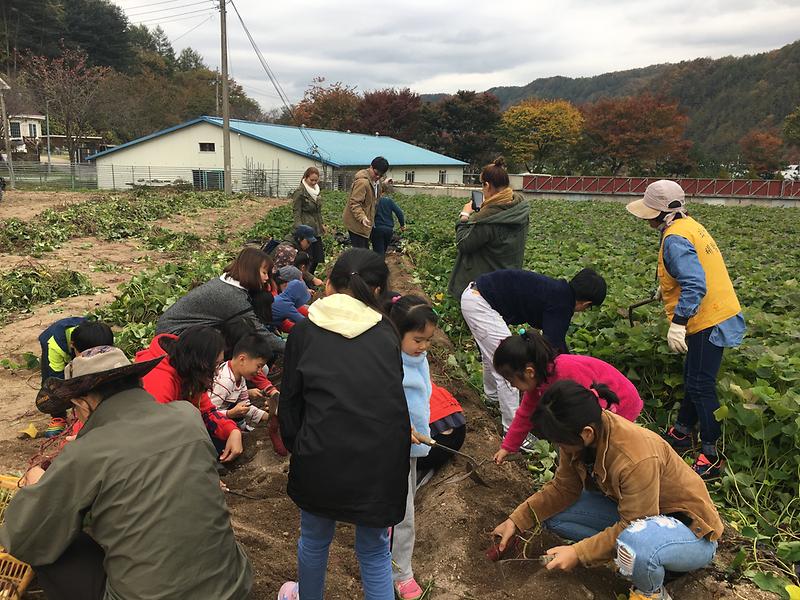 드림스타트_외갓집_체험마을에서_가을걷이_체험_2.jpg 이미지