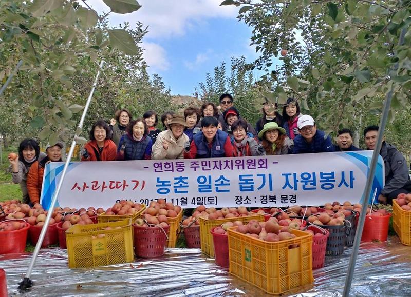 3_연희동_주민자치위원회_사과따기_농촌일손돕기_봉사.jpg 이미지
