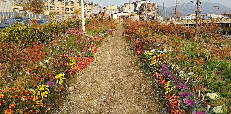 2서구,_꽃과_함께하는_명품마을_조성사업_순항_중.jpg 이미지