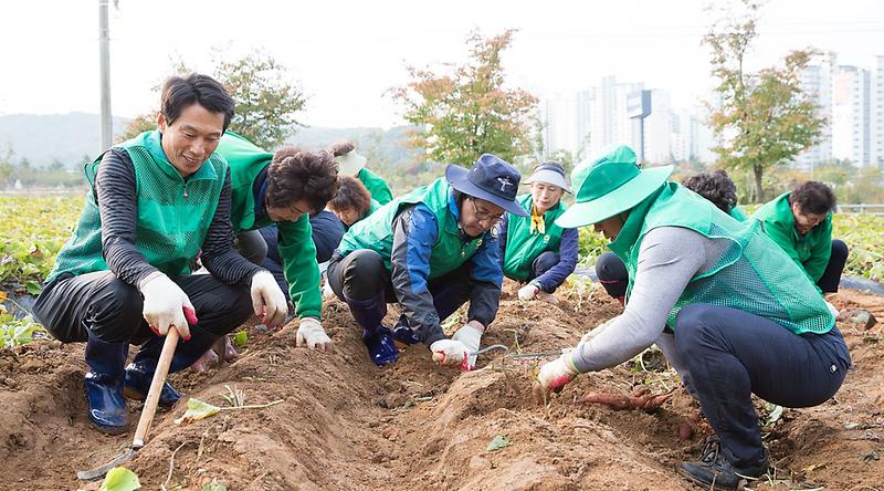 3서구새마을회,_‘사랑_나눔!_고구마!’_수확1.jpg 이미지