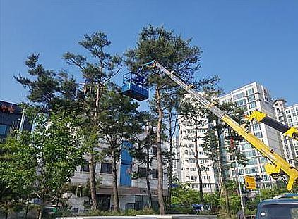 4서구,_봄맞이_소나무_가지치기_시행.jpg 이미지
