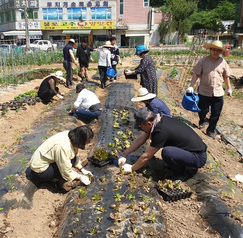 6서구,_‘나눔_텃밭’_같이_기르고_함께_나눠요.jpg 이미지