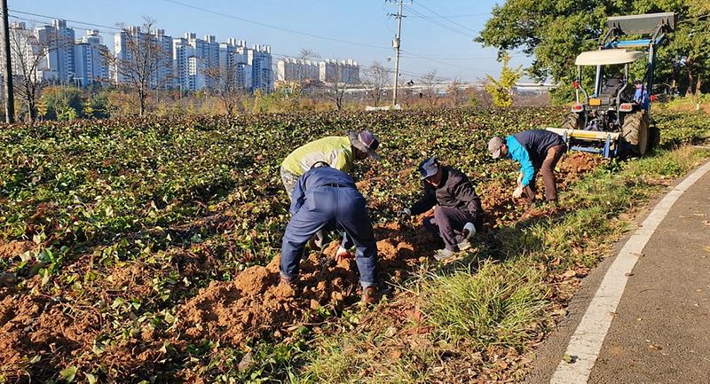 5농촌지도자_서구연합회,_정성껏_키운_‘사랑의_고구마’_나눔.jpg 이미지