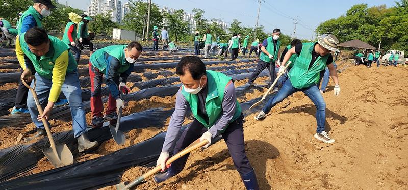 6서구_새마을회,_‘사랑의_고구마_심기’···휴경지_경작_사업__(3).jpg 이미지