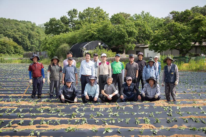 5농촌지도자_서구연합회,_휴경지에_고구마_심어···10월엔_이웃과_나눌_것__(2).jpg 이미지
