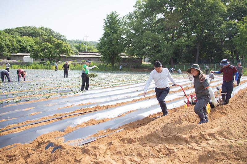 5농촌지도자_서구연합회,_휴경지에_고구마_심어···10월엔_이웃과_나눌_것__(3).jpg 이미지
