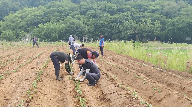 5농촌지도자_인천서구연합회,_콩_식재_등_지역사회_재능_기부(1).jpg 이미지