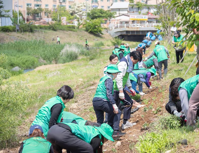6인천_서구_하천변_3,500포기_국화심기_행사_개최(2).jpg 이미지