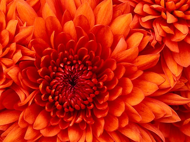 Chrysanthemum.jpg 이미지
