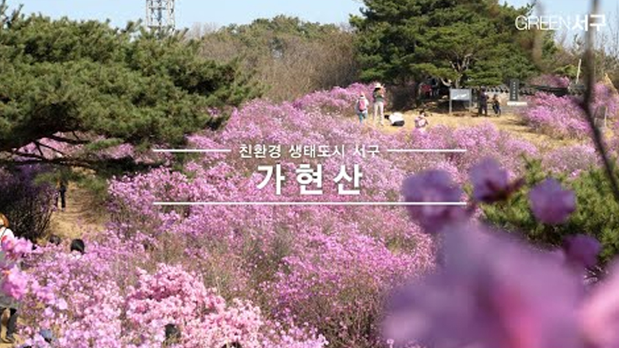 [1분만에 보는] 진달래가 아름다운 그 곳 가현산