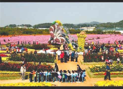 ドリームパーク菊祭り 1