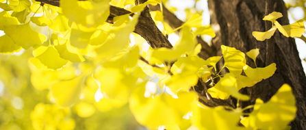 区の木‐イチョウ