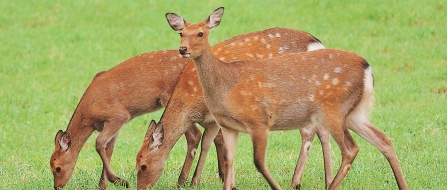 区の動物‐鹿