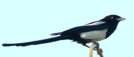 区の鳥‐カササギ